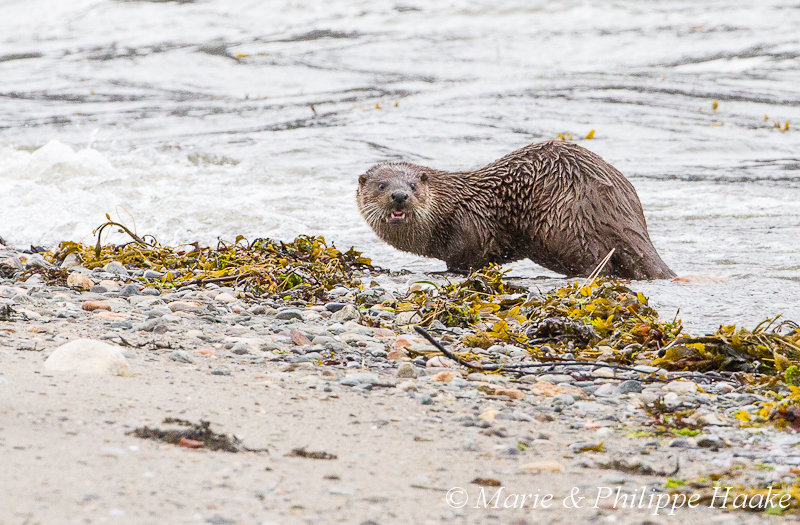Loutre 8224.jpg - Loutre d'Europe, Lutra Lutra (Storfjorden, Norvège, juin 2012)